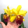 Blc. Rodrigo Suzuki..
